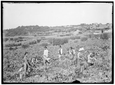 douard Cornet (1861-1930), Vendangeurs au travail, [1900-1910], photographie ngative sur plaque de verre, (AMM, 115 Fi 1818) 