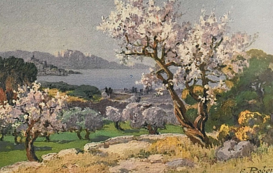 Amandiers en fleurs sur les hauteurs de Marseille (coll. part.)