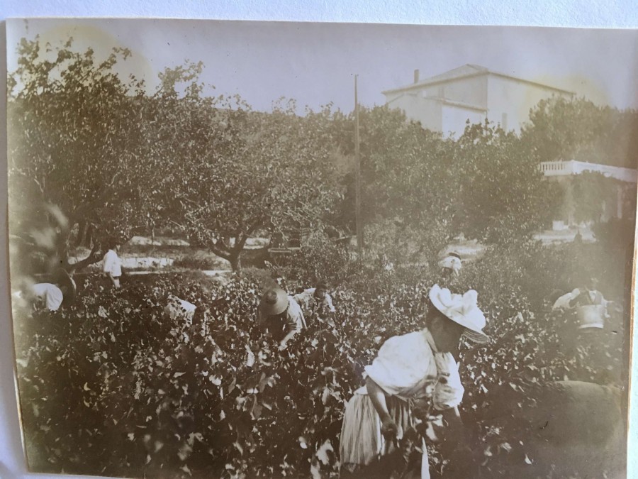 Les vendanges  Sainte-Marthe (coll. part.).JPG